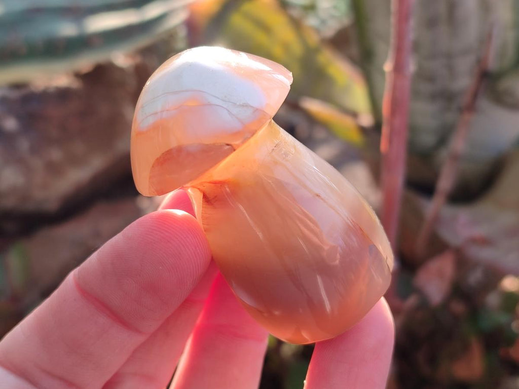 Polished Mixed Multi Mineral Mushrooms x 15 From Madagascar - Toprock Gemstones and Minerals 