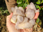 Natural Lilac Spirit Amethyst Clusters x 6 From Boekenhouthoek, South Africa - Toprock Gemstones and Minerals 