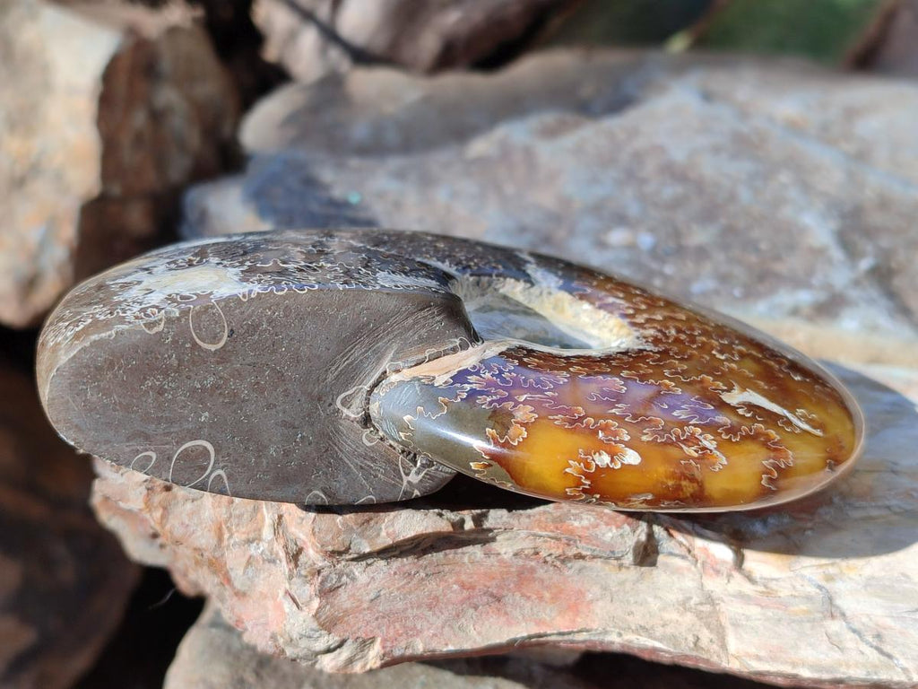 Polished Whole "Jigsaw" Cleoniceras Ammonite Fossils with Amber Calcite x 2 From Tulear, Madagascar - Toprock Gemstones and Minerals 