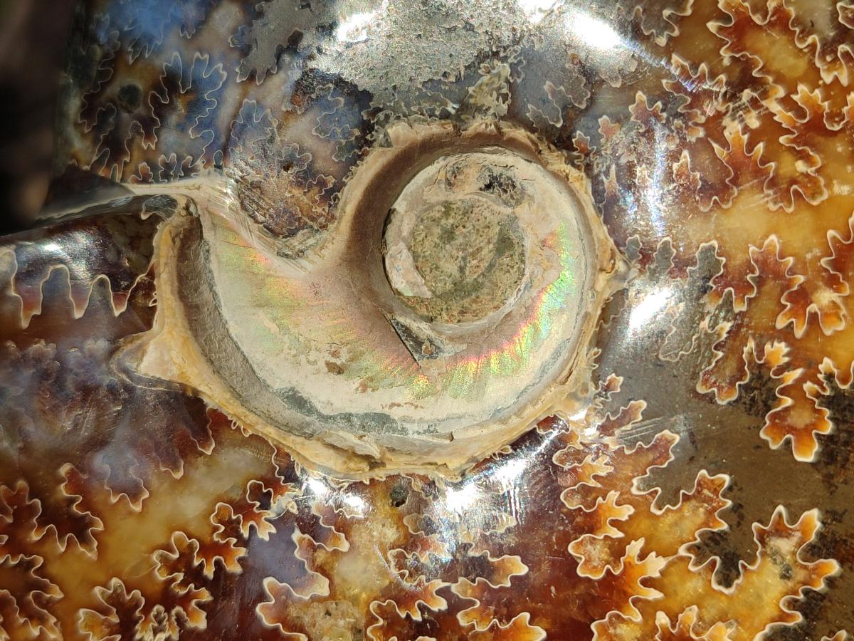 Polished Whole "Jigsaw" Cleoniceras Ammonite Fossils with Amber Calcite x 2 From Tulear, Madagascar - Toprock Gemstones and Minerals 