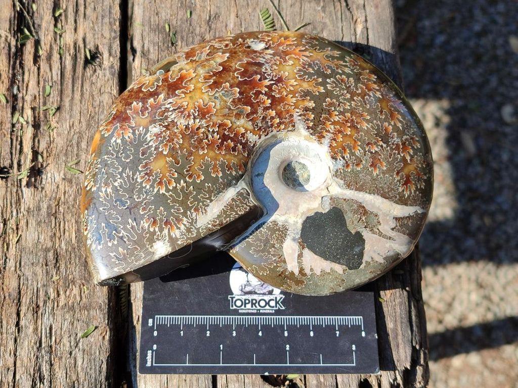 Polished Whole "Jigsaw" Cleoniceras Ammonite Fossils with Amber Calcite x 2 From Tulear, Madagascar - Toprock Gemstones and Minerals 