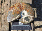 Polished Whole "Jigsaw" Cleoniceras Ammonite Fossils with Amber Calcite x 2 From Tulear, Madagascar - Toprock Gemstones and Minerals 