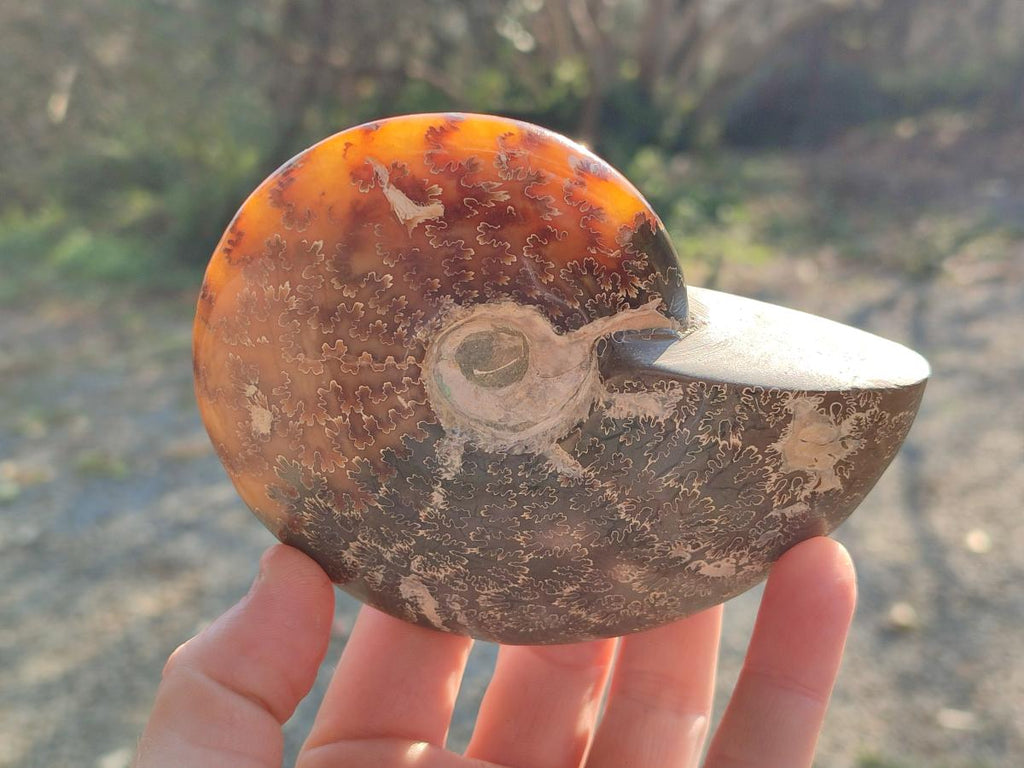 Polished Whole "Jigsaw" Cleoniceras Ammonite Fossils with Amber Calcite x 2 From Tulear, Madagascar - Toprock Gemstones and Minerals 