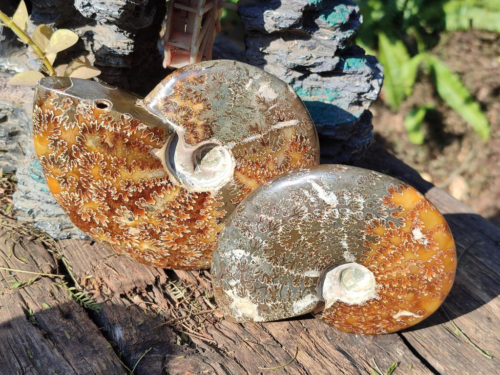 Polished Whole "Jigsaw" Cleoniceras Ammonite Fossils with Amber Calcite x 2 From Tulear, Madagascar - Toprock Gemstones and Minerals 