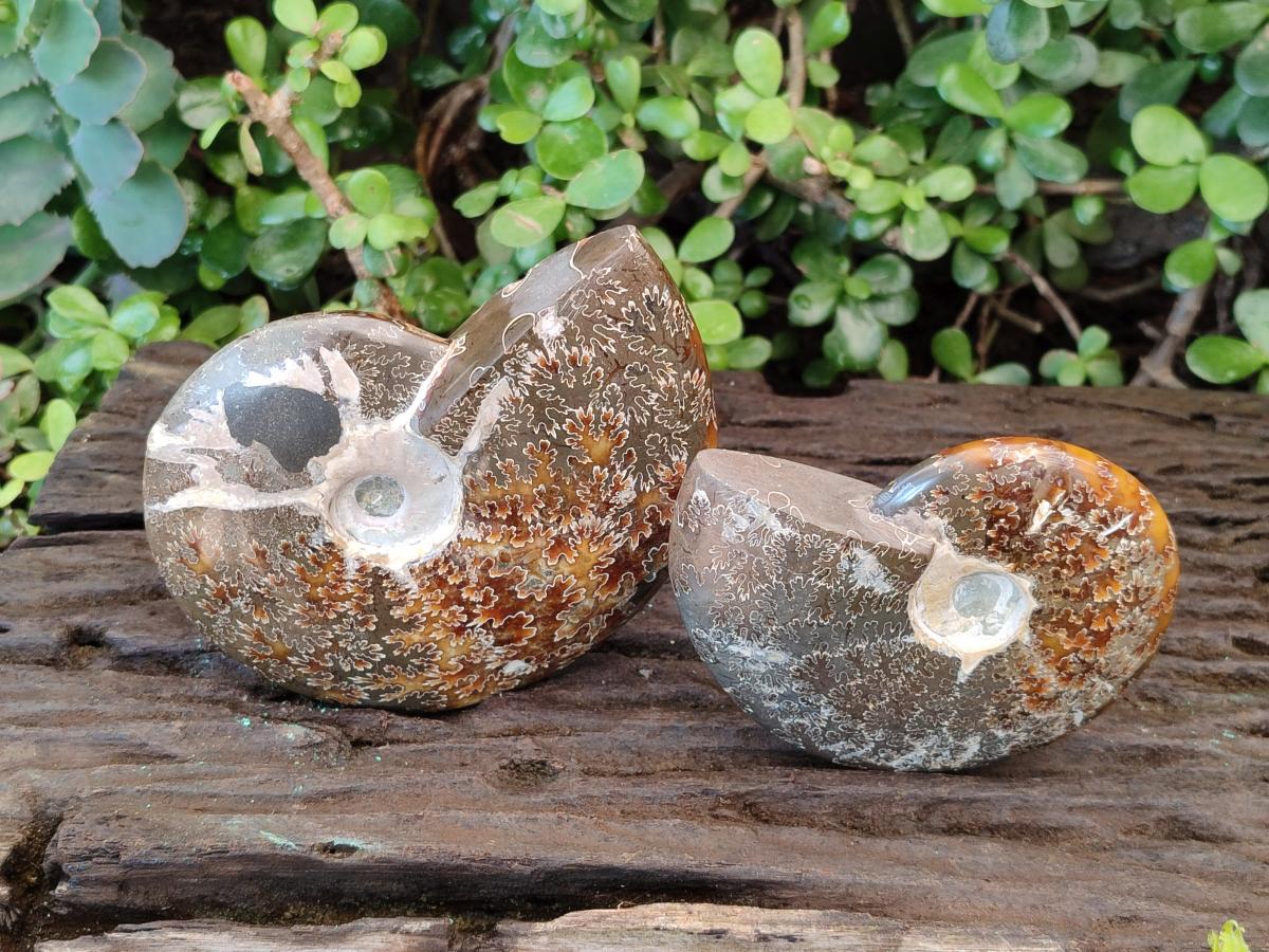 Polished Whole "Jigsaw" Cleoniceras Ammonite Fossils with Amber Calcite x 2 From Tulear, Madagascar - Toprock Gemstones and Minerals 