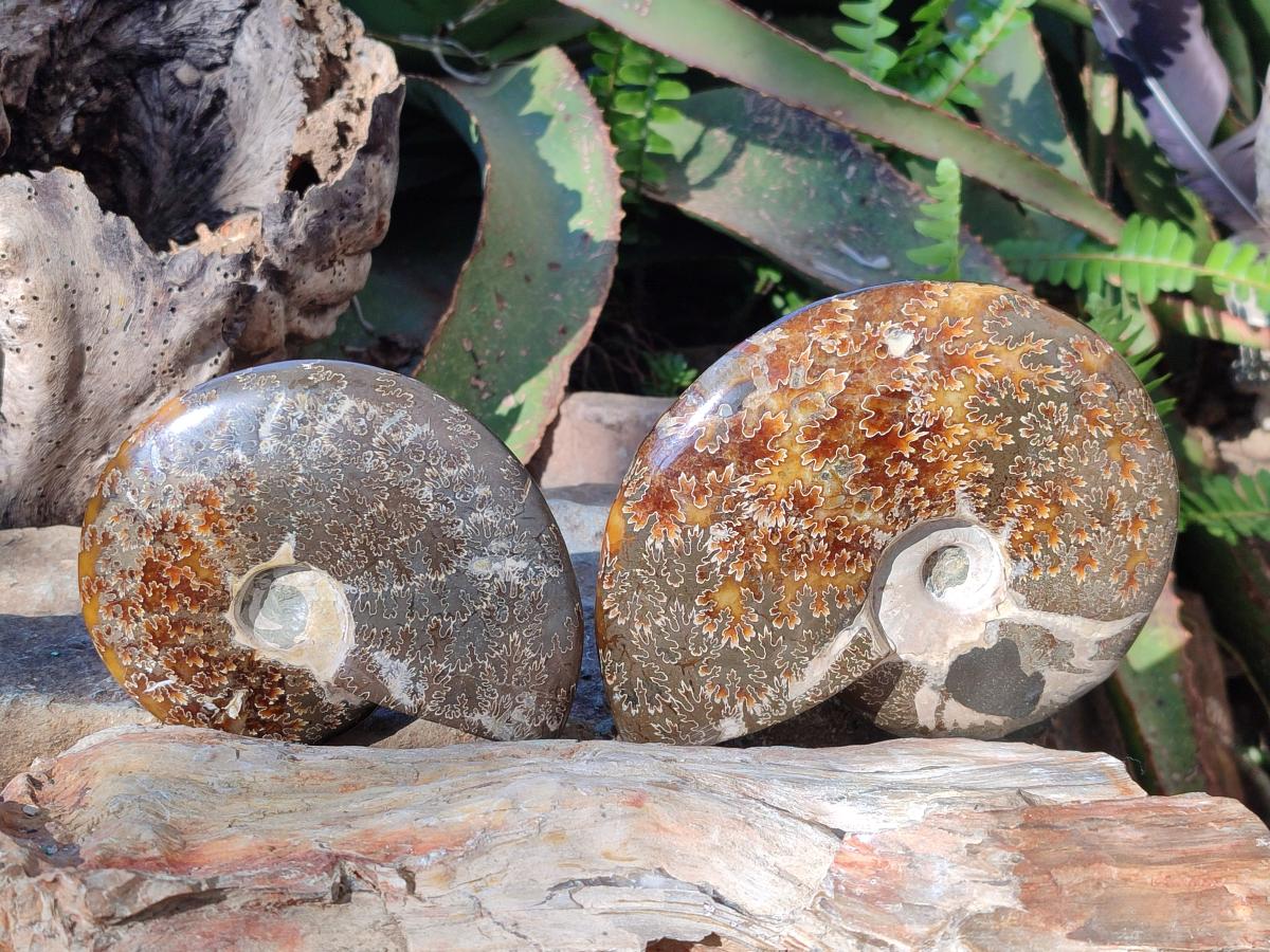 Polished Whole "Jigsaw" Cleoniceras Ammonite Fossils with Amber Calcite x 2 From Tulear, Madagascar - Toprock Gemstones and Minerals 