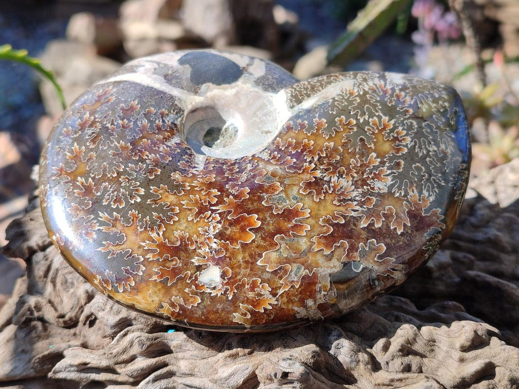Polished Whole "Jigsaw" Cleoniceras Ammonite Fossils with Amber Calcite x 2 From Tulear, Madagascar - Toprock Gemstones and Minerals 