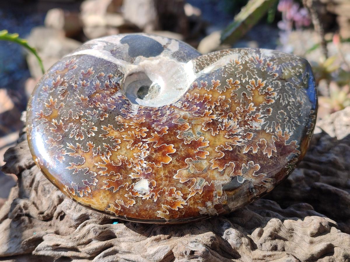 Polished Whole "Jigsaw" Cleoniceras Ammonite Fossils with Amber Calcite x 2 From Tulear, Madagascar - Toprock Gemstones and Minerals 