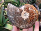 Polished Whole "Jigsaw" Cleoniceras Ammonite Fossils with Amber Calcite x 2 From Tulear, Madagascar - Toprock Gemstones and Minerals 