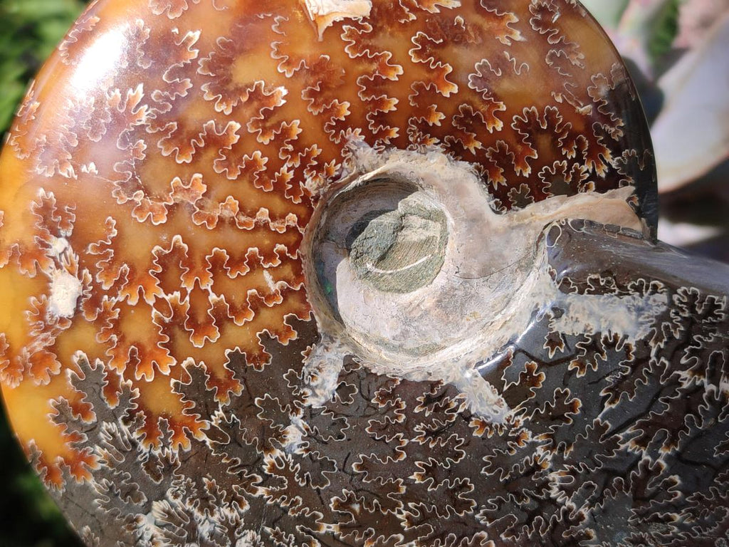Polished Whole "Jigsaw" Cleoniceras Ammonite Fossils with Amber Calcite x 2 From Tulear, Madagascar - Toprock Gemstones and Minerals 