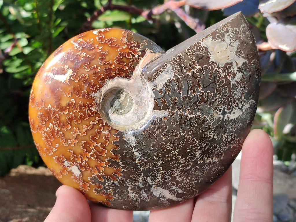Polished Whole "Jigsaw" Cleoniceras Ammonite Fossils with Amber Calcite x 2 From Tulear, Madagascar - Toprock Gemstones and Minerals 