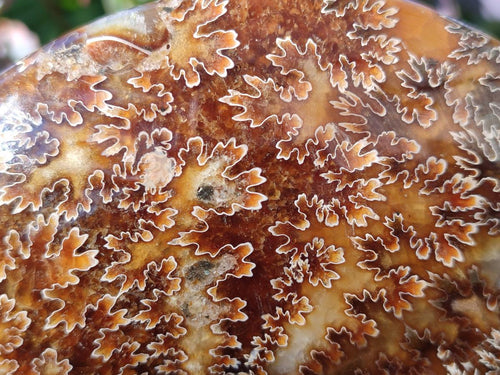 Polished Whole "Jigsaw" Cleoniceras Ammonite Fossils with Amber Calcite x 2 From Tulear, Madagascar - Toprock Gemstones and Minerals 