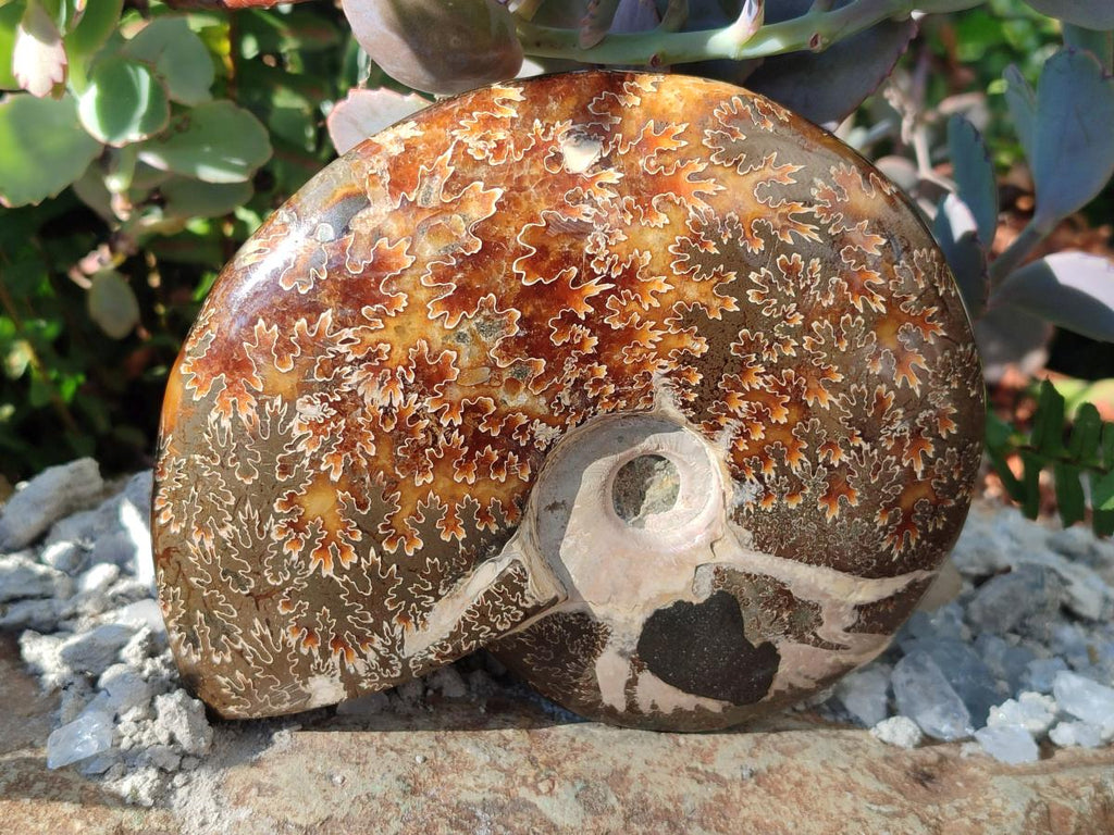 Polished Whole "Jigsaw" Cleoniceras Ammonite Fossils with Amber Calcite x 2 From Tulear, Madagascar - Toprock Gemstones and Minerals 