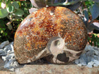 Polished Whole "Jigsaw" Cleoniceras Ammonite Fossils with Amber Calcite x 2 From Tulear, Madagascar - Toprock Gemstones and Minerals 