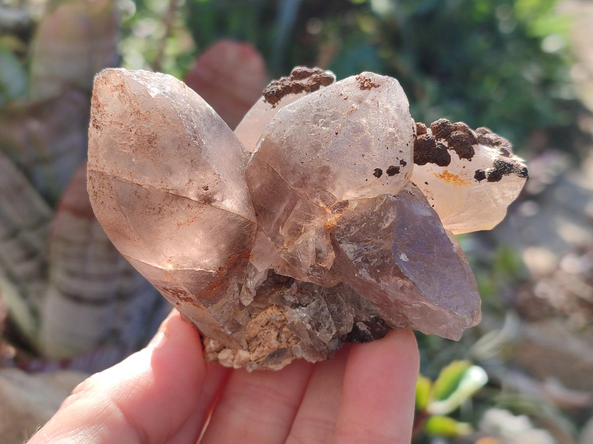 Natural Smokey Quartz Crystals with Associated Minerals x 12 From Erongo, Namibia - Toprock Gemstones and Minerals 