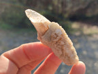 Natural Drusy Quartz Coated "Cock Spur" Calcite Crystals x 60 From Albert's Mountain, Lesotho - Toprock Gemstones and Minerals 