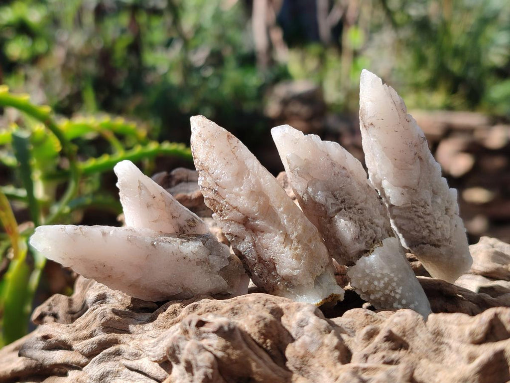 Natural Drusy Quartz Coated "Cock Spur" Calcite Crystals x 60 From Albert's Mountain, Lesotho - Toprock Gemstones and Minerals 