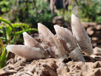 Natural Drusy Quartz Coated "Cock Spur" Calcite Crystals x 60 From Albert's Mountain, Lesotho - Toprock Gemstones and Minerals 