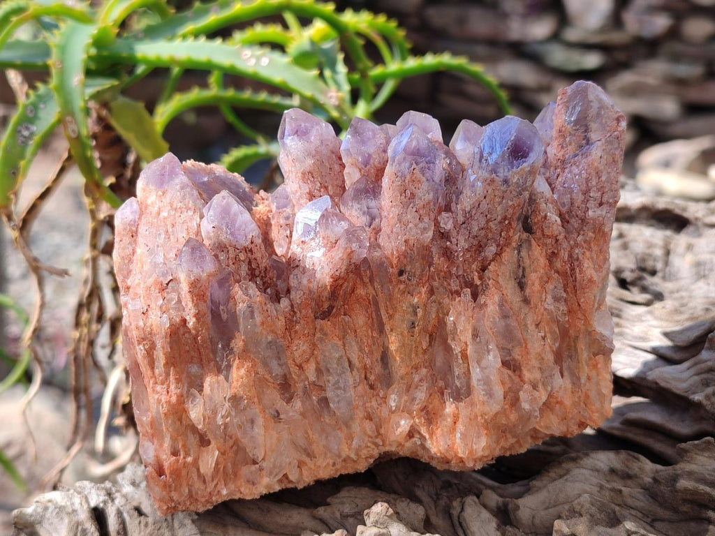 Natural Sugar Amethyst Clusters x 4 From Zambia - Toprock Gemstones and Minerals 