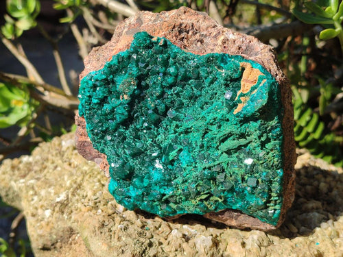 Natural Large Cabinet Size Dioptase on Dolomite Specimen with Malachite x 1 From Likasi, Congo - Toprock Gemstones and Minerals 