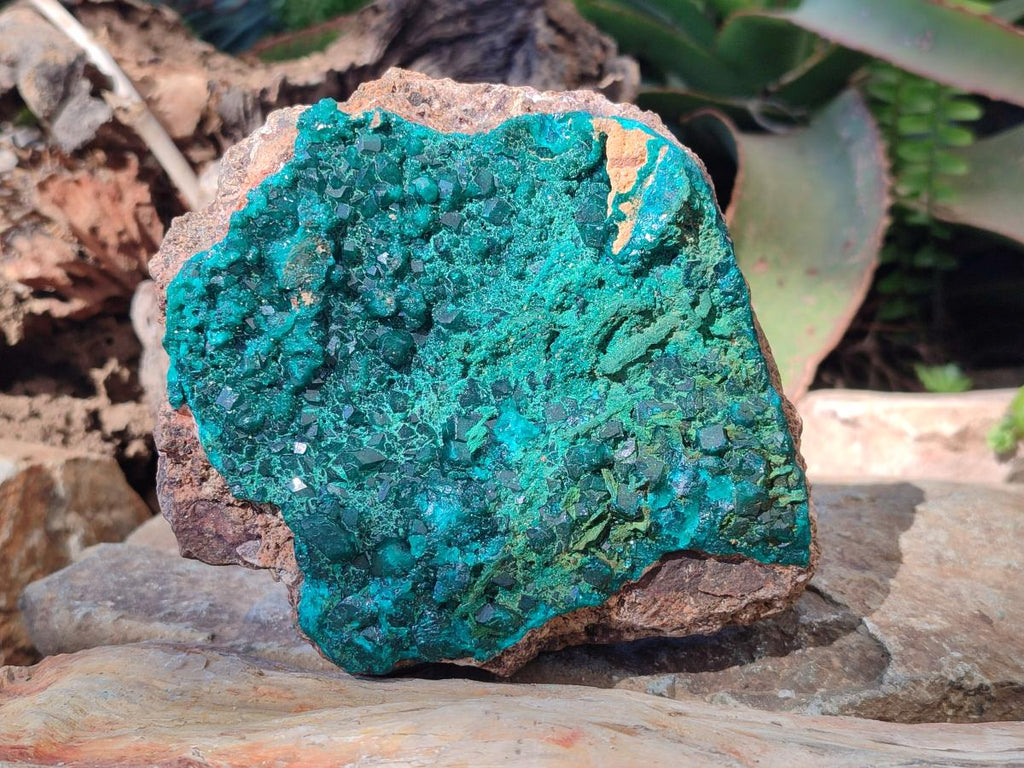 Natural Large Cabinet Size Dioptase on Dolomite Specimen with Malachite x 1 From Likasi, Congo - Toprock Gemstones and Minerals 
