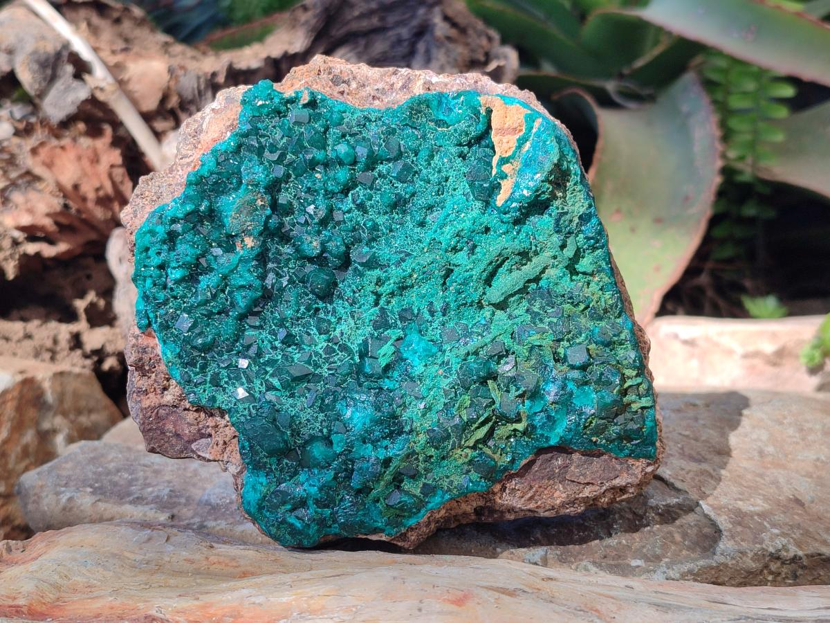 Natural Large Cabinet Size Dioptase on Dolomite Specimen with Malachite x 1 From Likasi, Congo - Toprock Gemstones and Minerals 