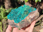Natural Large Cabinet Size Dioptase on Dolomite Specimen with Malachite x 1 From Likasi, Congo - Toprock Gemstones and Minerals 