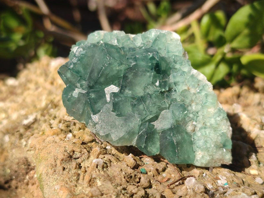 Natural Green Cubic Fluorite Specimens x 6 From Mandrosonoro, Madagascar - Toprock Gemstones and Minerals 