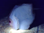 Natural Blue Lace Agate Geode Specimens x 29 From Nsanje, Malawi - Toprock Gemstones and Minerals 