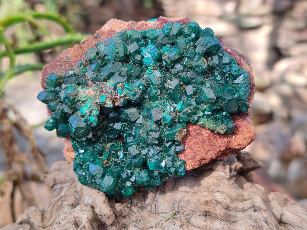 Natural Cabinet Size Dioptase on Red Dolomite Specimens x 2 From Likasi, Congo - Toprock Gemstones and Minerals 