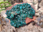 Natural Cabinet Size Dioptase on Red Dolomite Specimens x 2 From Likasi, Congo - Toprock Gemstones and Minerals 