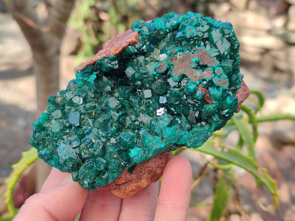 Natural Cabinet Size Dioptase on Red Dolomite Specimens x 2 From Likasi, Congo - Toprock Gemstones and Minerals 