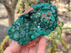Natural Cabinet Size Dioptase on Red Dolomite Specimens x 2 From Likasi, Congo - Toprock Gemstones and Minerals 