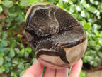 Polished and Natural Septerye Sauvage "Dragons Egg" Geodes x 2 From Mahajanga, Madagascar - Toprock Gemstones and Minerals 