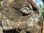 Polished and Natural Septerye Sauvage "Dragons Egg" Geodes x 2 From Mahajanga, Madagascar - Toprock Gemstones and Minerals 