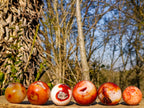 Polished and Natural Carnelian Agate Gemstone Spheres x 6 From Madagascar - Toprock Gemstones and Minerals 