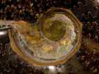Polished Whole Cleoniceras "Jigsaw" Ammonite Fossils x 2 From Tulear, Madagascar - Toprock Gemstones and Minerals 
