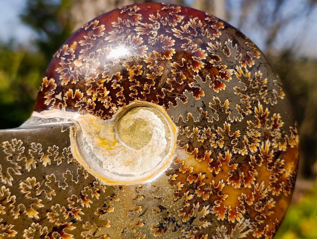 Polished Whole Cleoniceras "Jigsaw" Ammonite Fossils x 2 From Tulear, Madagascar - Toprock Gemstones and Minerals 