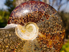 Polished Whole Cleoniceras "Jigsaw" Ammonite Fossils x 2 From Tulear, Madagascar - Toprock Gemstones and Minerals 