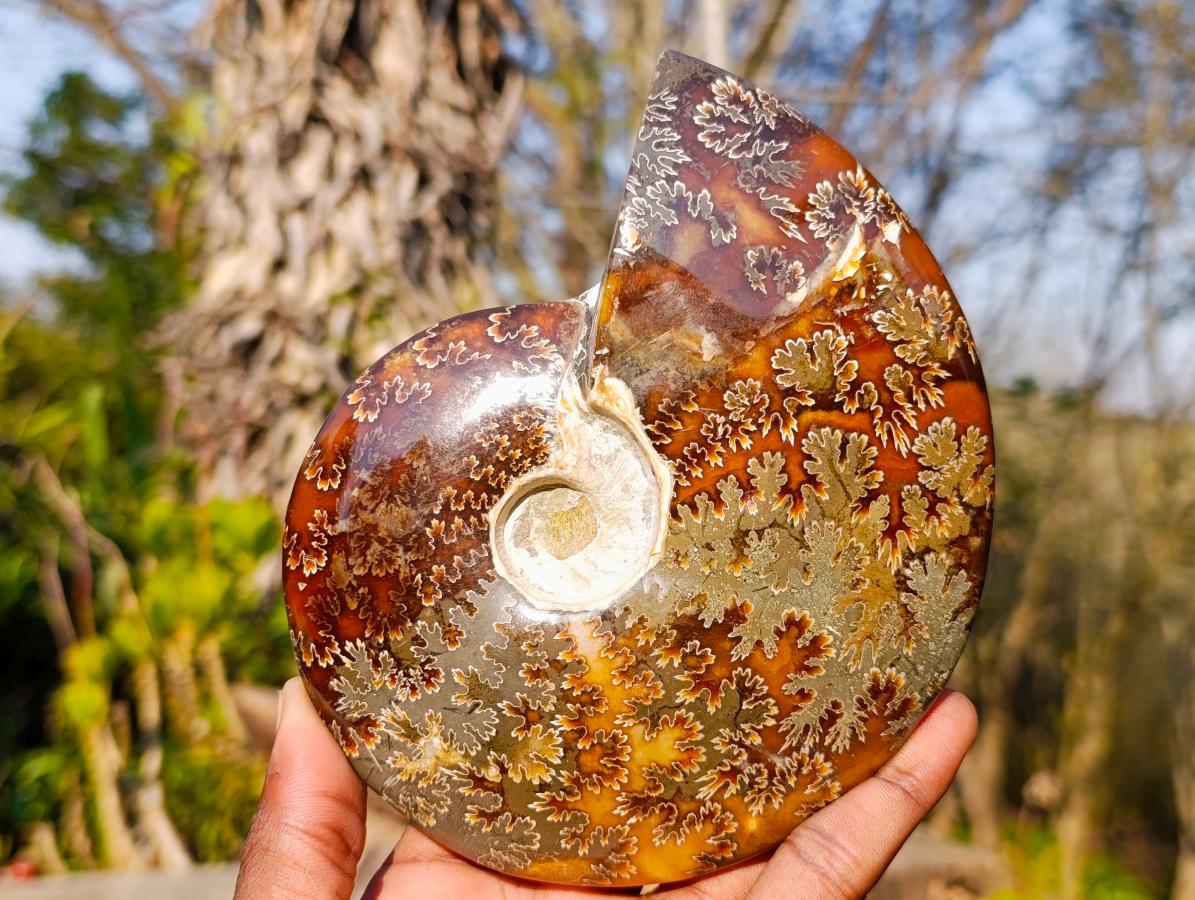 Polished Whole Cleoniceras "Jigsaw" Ammonite Fossils x 2 From Tulear, Madagascar - Toprock Gemstones and Minerals 