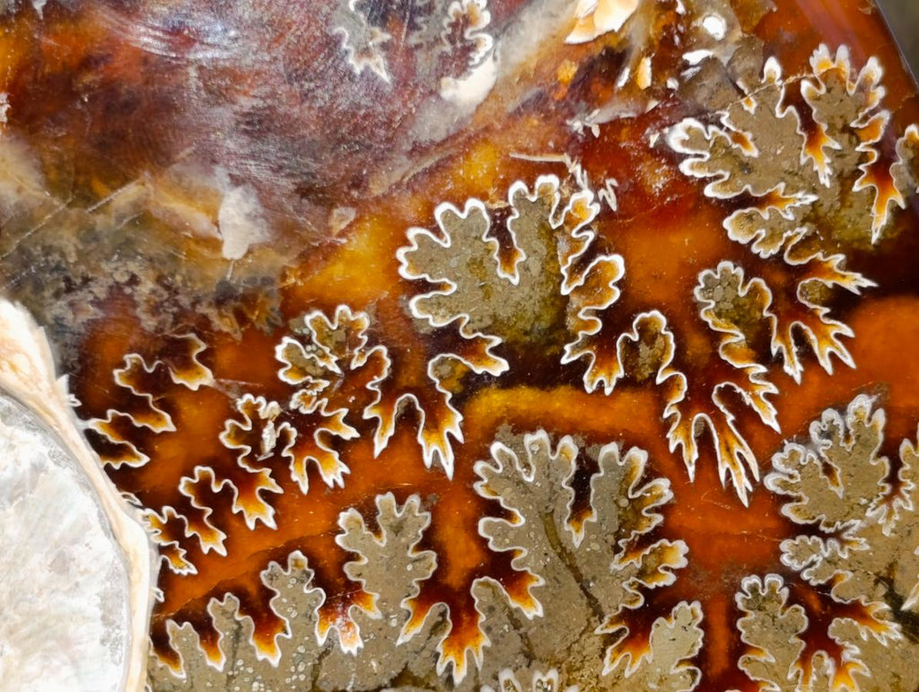 Polished Whole Cleoniceras "Jigsaw" Ammonite Fossils x 2 From Tulear, Madagascar - Toprock Gemstones and Minerals 