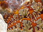 Polished Whole Cleoniceras "Jigsaw" Ammonite Fossils x 2 From Tulear, Madagascar - Toprock Gemstones and Minerals 