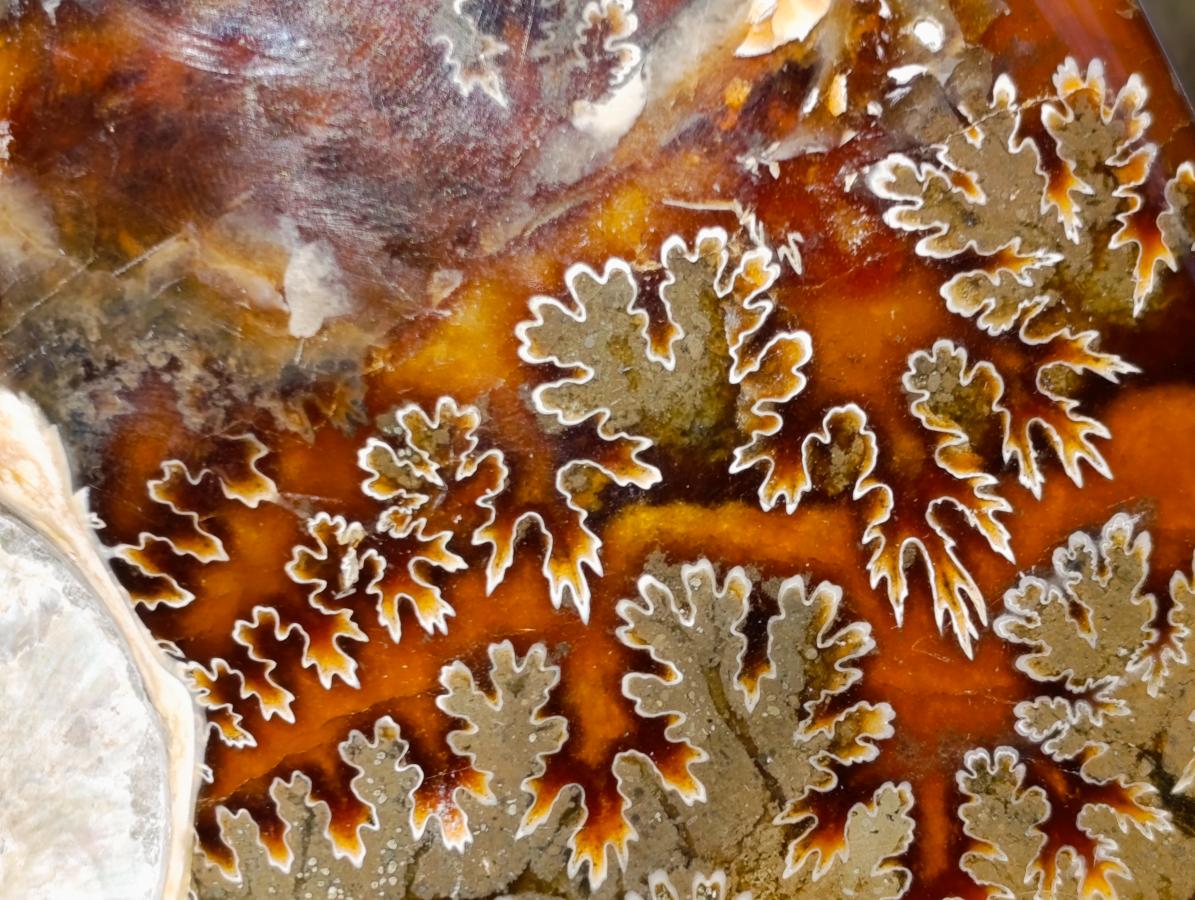 Polished Whole Cleoniceras "Jigsaw" Ammonite Fossils x 2 From Tulear, Madagascar - Toprock Gemstones and Minerals 
