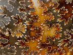 Polished Whole Cleoniceras "Jigsaw" Ammonite Fossils x 2 From Tulear, Madagascar - Toprock Gemstones and Minerals 