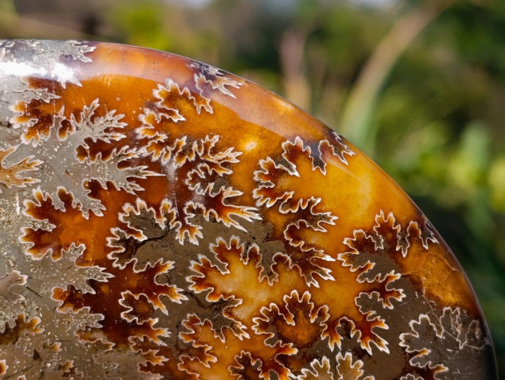 Polished Whole Cleoniceras "Jigsaw" Ammonite Fossils x 2 From Tulear, Madagascar - Toprock Gemstones and Minerals 