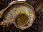 Polished Whole Cleoniceras "Jigsaw" Ammonite Fossils x 2 From Tulear, Madagascar - Toprock Gemstones and Minerals 