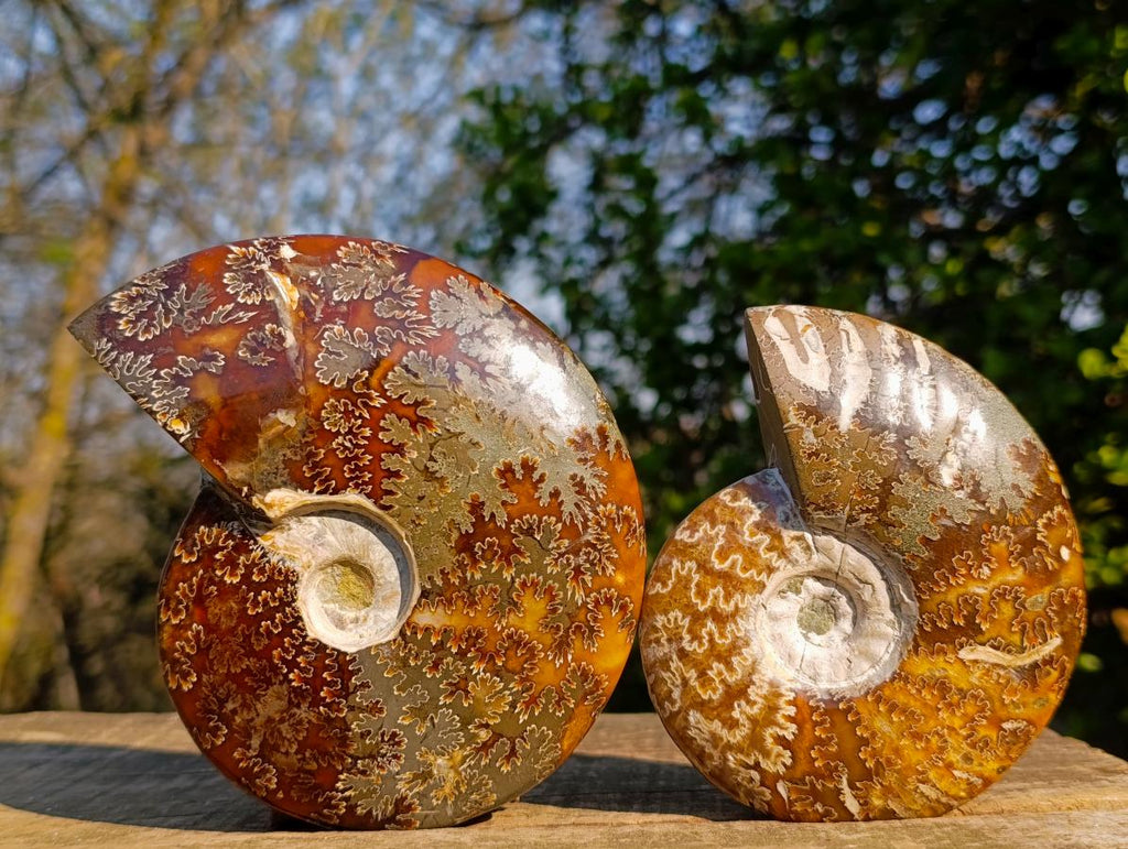 Polished Whole Cleoniceras "Jigsaw" Ammonite Fossils x 2 From Tulear, Madagascar - Toprock Gemstones and Minerals 