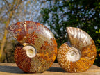 Polished Whole Cleoniceras "Jigsaw" Ammonite Fossils x 2 From Tulear, Madagascar - Toprock Gemstones and Minerals 