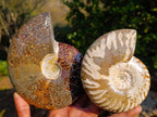 Polished Whole Cleoniceras "Jigsaw" Ammonite Fossils x 2 From Tulear, Madagascar - Toprock Gemstones and Minerals 