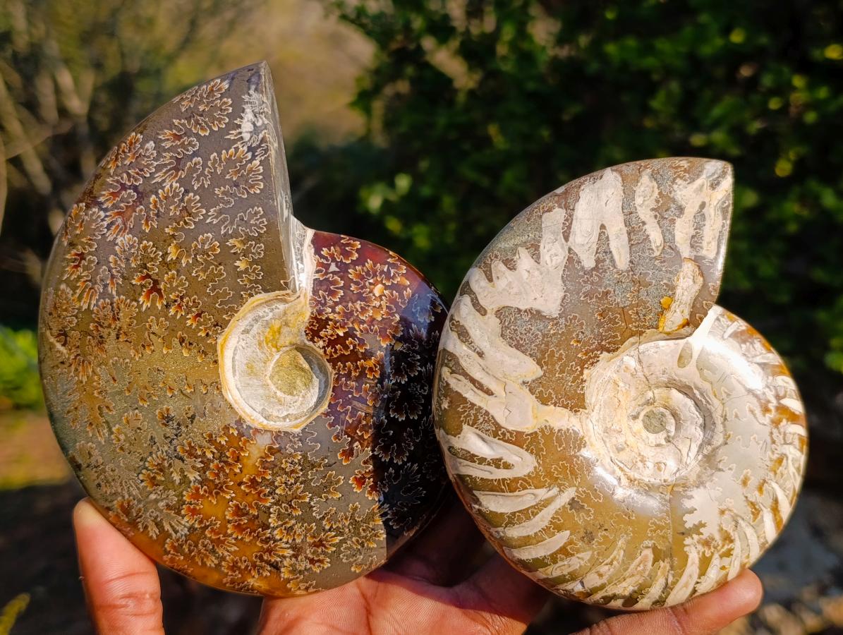 Polished Whole Cleoniceras "Jigsaw" Ammonite Fossils x 2 From Tulear, Madagascar - Toprock Gemstones and Minerals 